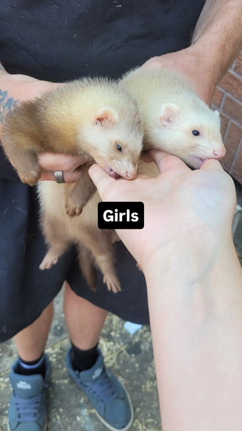Ferrets available for loving homes