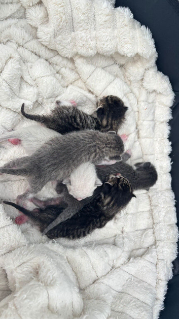 Kittens
