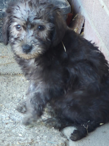 Bedlington X puppies