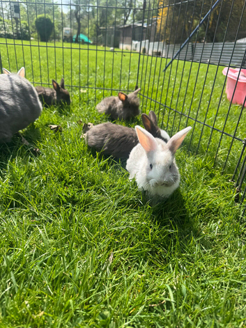 lion lop bunnies
