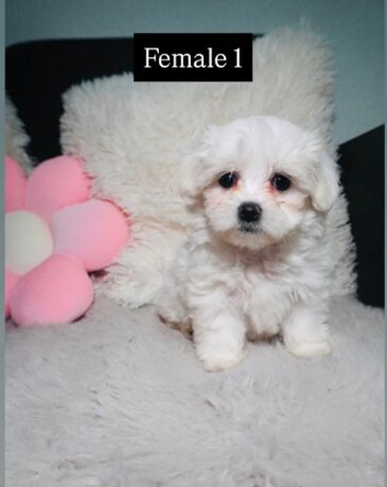 Fluffy Maltese Puppies &ndash; 2 Boys & 2 Girls.