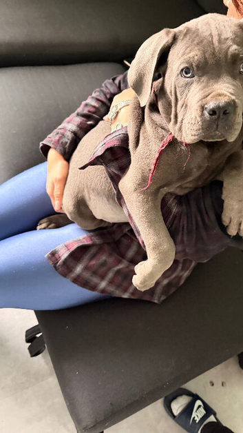 Cane corso