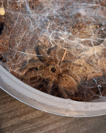 Tarantulas