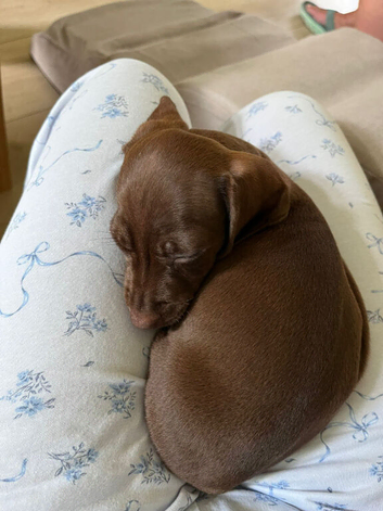 Female 2 months old