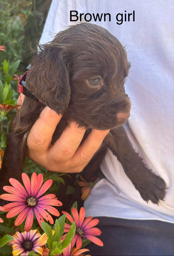 Cocker Spaniel Puppies