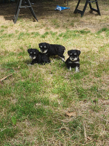 3 stunning mini schnauzer girls