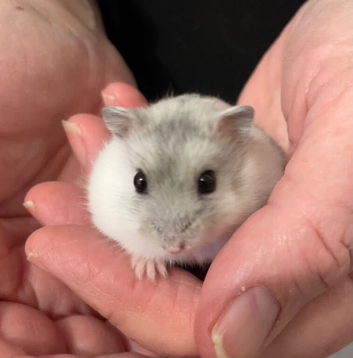 Baby Winter White Russians from pedigree show stock