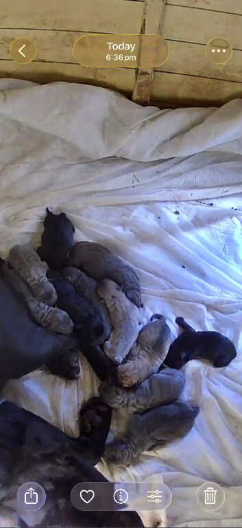 Cane corso pups
