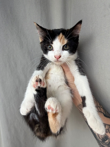 Kittens for sale