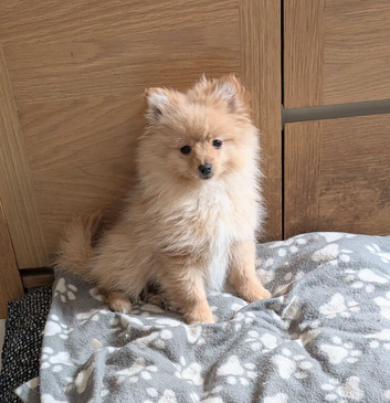 1 lovely Pomeranian pup