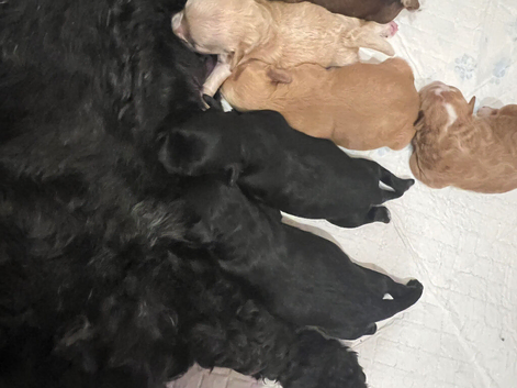 Gorgeous Shih poo puppies
