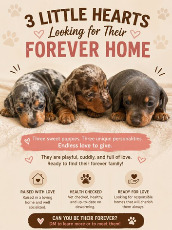 Miniature dachshund puppies