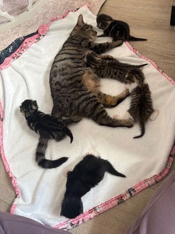 Kitten looking for her new home