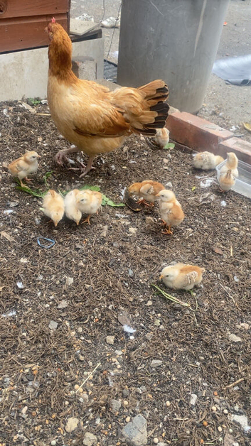 10chicks with mother game birds ready to leave
