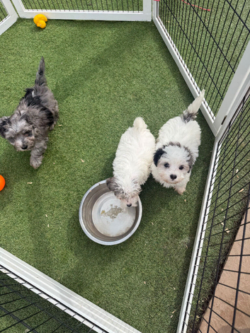 3 beautiful Maltipoos