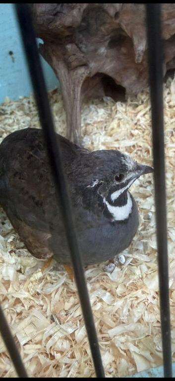 Quails