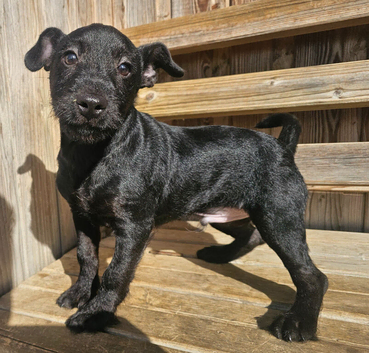 Black male puppy