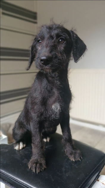 Bedlington x whippets