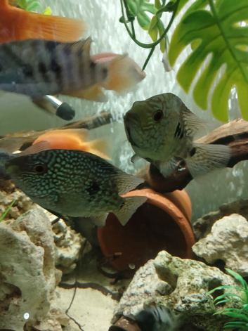 2 Catfish sydontis x Black yellow spotted plec new waters