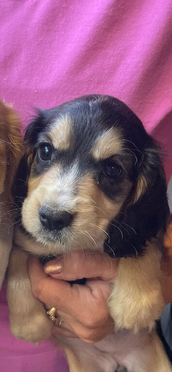 COCKER SPANIEL PUPS