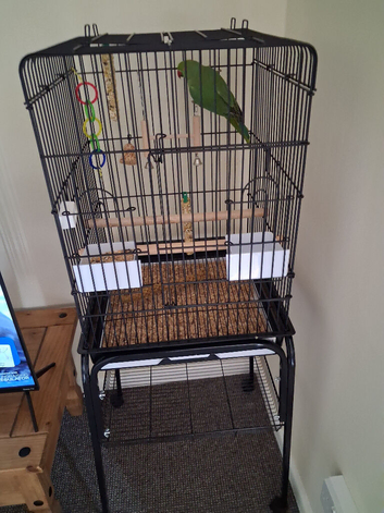 Bird