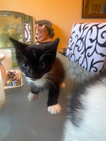 Adorable playful kittens in Croydon
