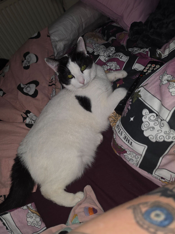 Female cat 2 years old