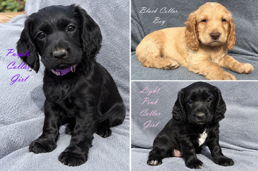 Gorgeous KC reg Cocker Spaniel pups (working type)
