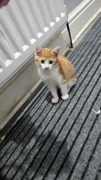 Kittens for sale