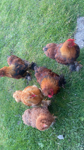 Silkie x Bantam chickens for sale