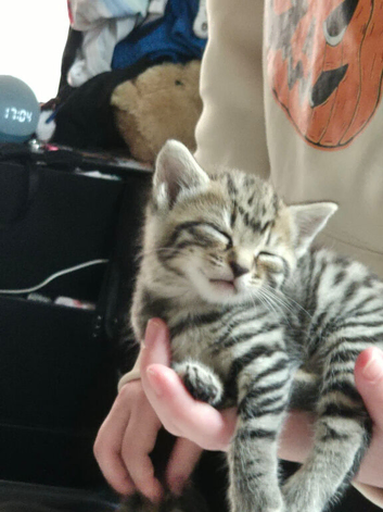 3 tabby kittens ready in 2 week