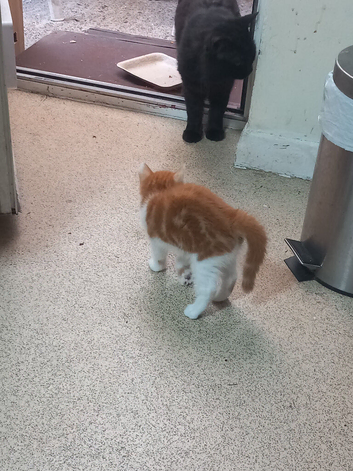 4 very beautiful,  cute adorable kittens for sale