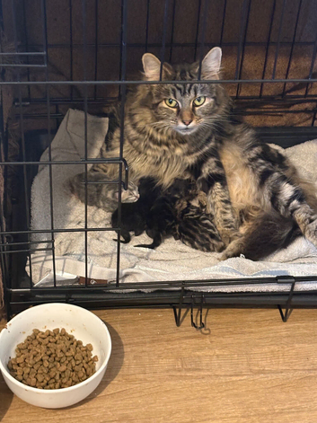 Stunning Bsh x chunky kitten&rsquo;s for sale