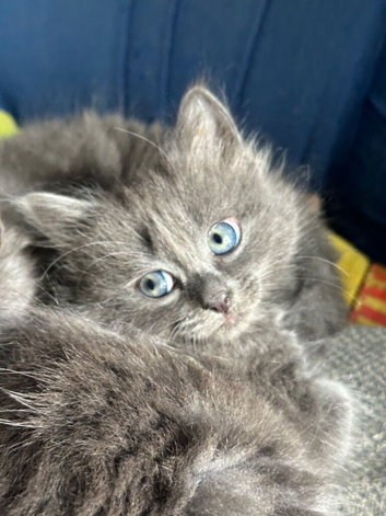 Gorgeous healthy kittens