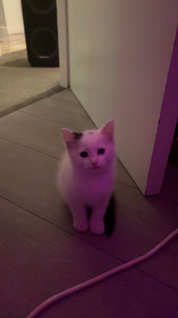 kitten for sale