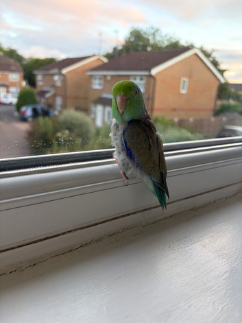 Pacific parrotlet
