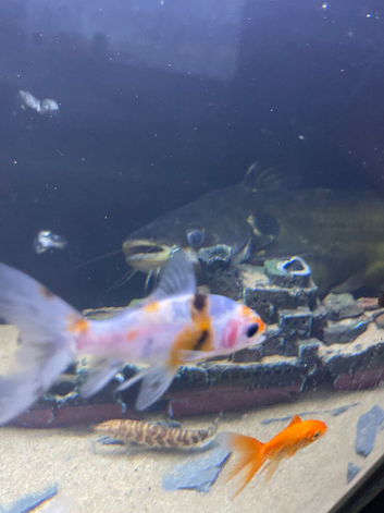 Large catfish