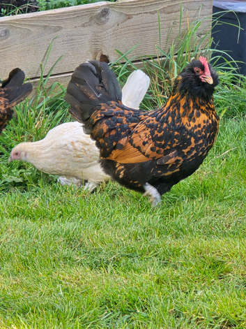 Gold Spangled Thuringian Bantam Pullets