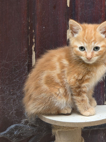 Kittens