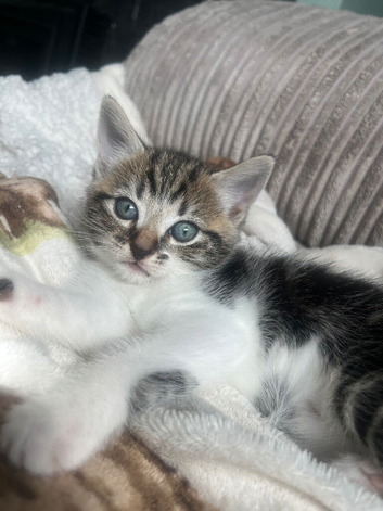 Tabby girl available
