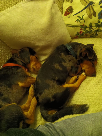 2 x Dachshund Cross