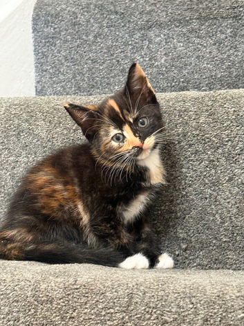 6 lovely kittens - tuxedo and calico - ready for rehoming :)