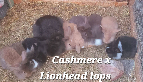 *READY NOW*FEMALE & MALE DOUBLE MANED LIONHEAD x CASHMERE MINILOPS