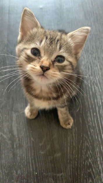 Kittens for sale