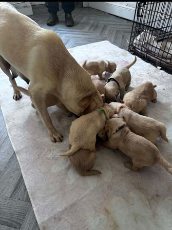Labradoodle puppies for sale