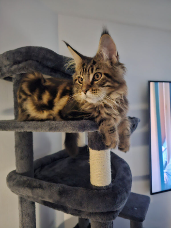 6 MONTH MAINE COON TABBY BOY FOR SALE