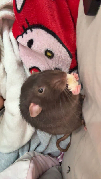 rehoming my boys rats