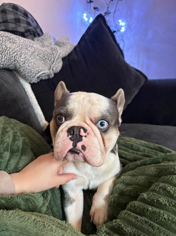1 year old milo