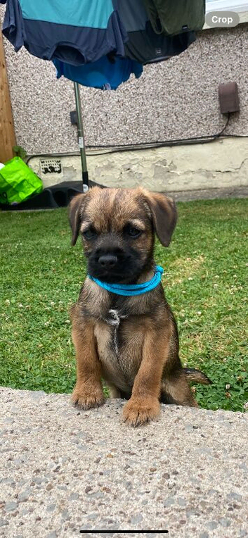 KC BORDER TERRIER