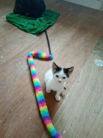 8 weeks old